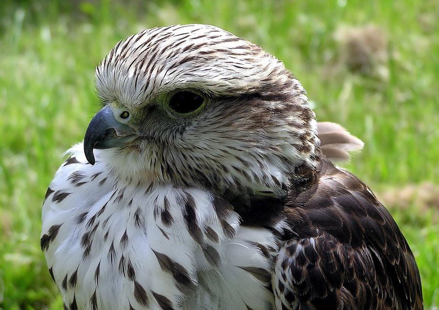 UAE Saker Falcon