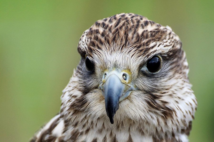 UAE Saker Falcon