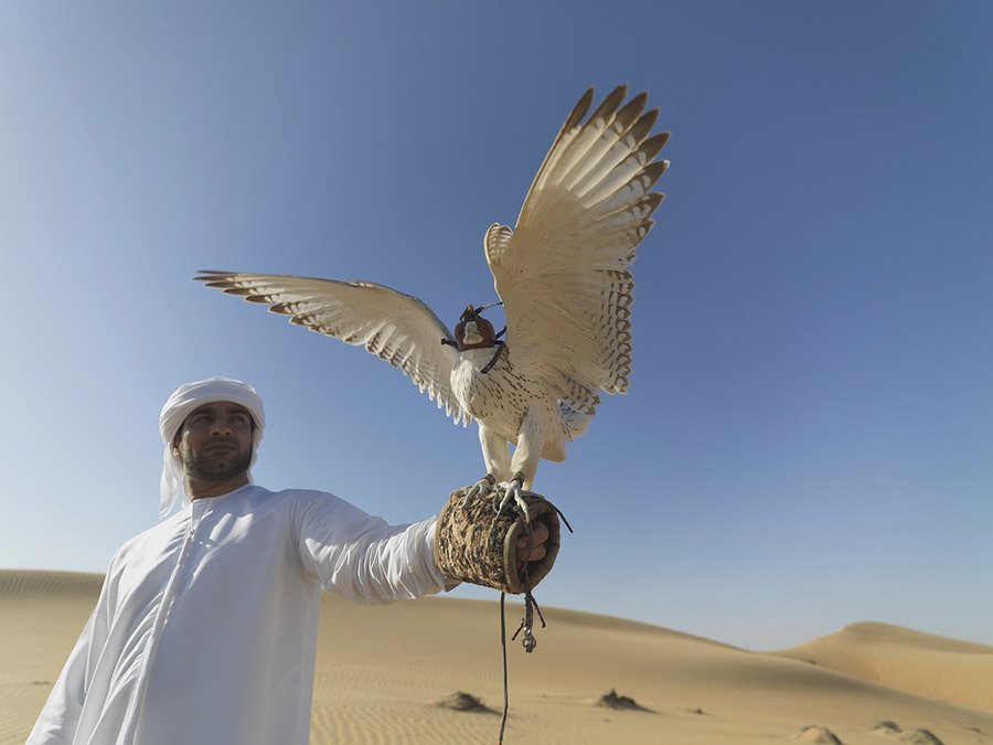 UAE Saker Falcon