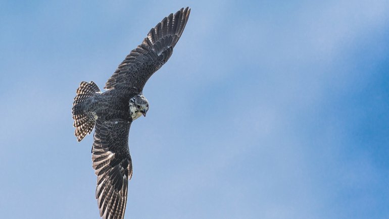 UAE Saker Falcon National Bird