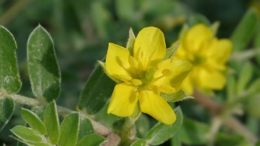 UAE Tribulus National Flower