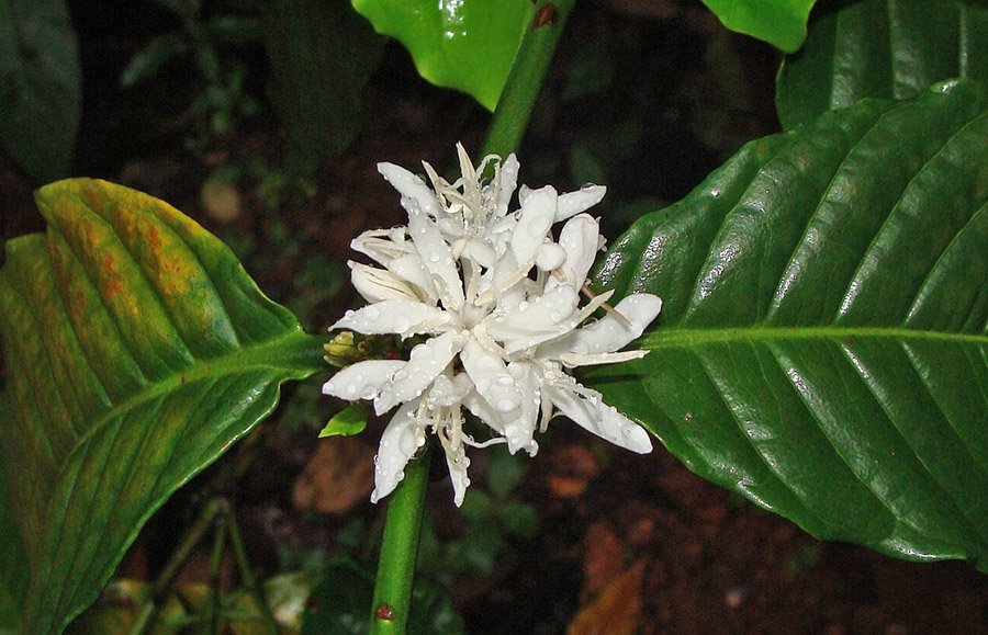 Yemen Arabian Coffee flower