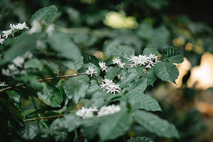 Yemen Arabian Coffee flowers