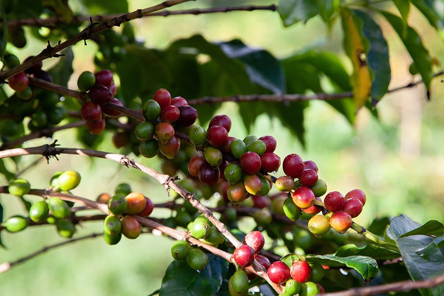 Yemen Arabian Coffee cherries