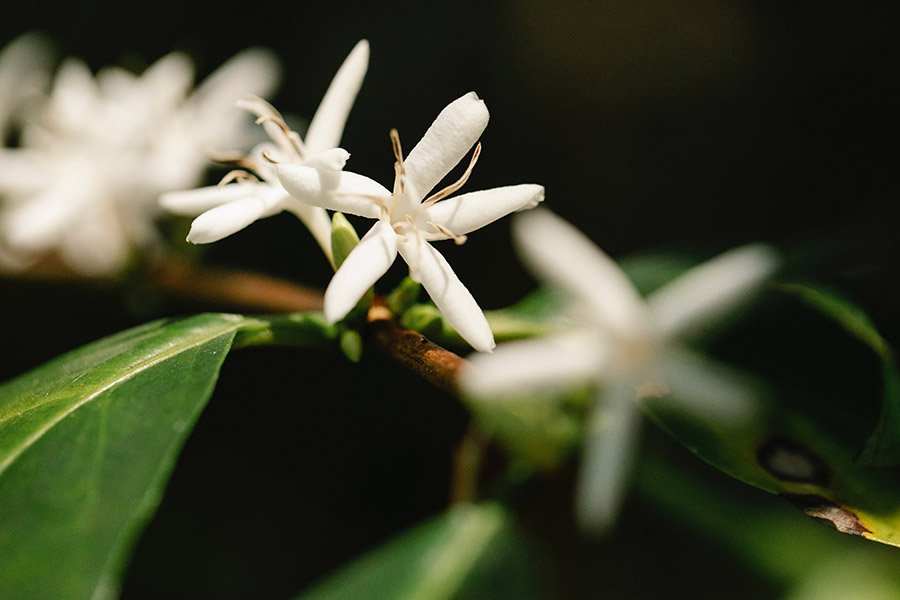 Yemen Arabian Coffee flowers