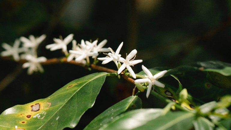 Yemen Arabian Coffee National Flower