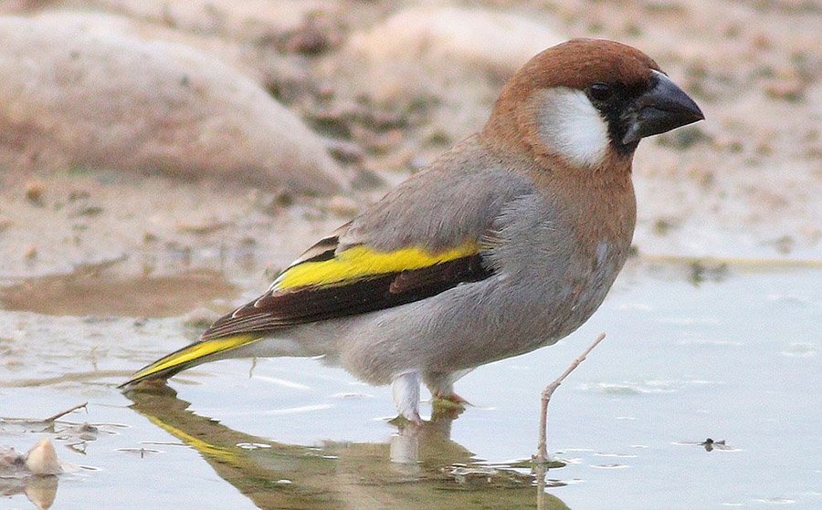 Yemen Arabian Grosbeak