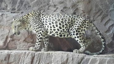 Yemen Arabian Leopard National Animal