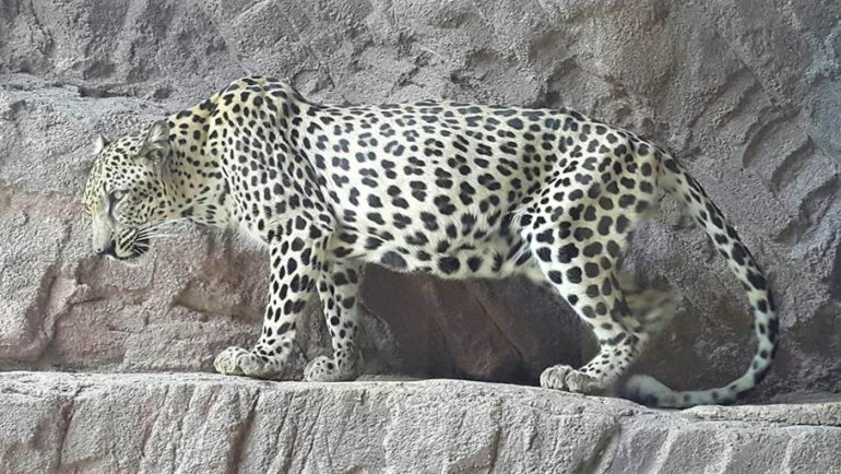 Yemen Arabian Leopard National Animal