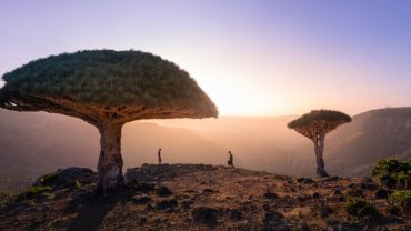 Yemen Dragon Blood National Tree