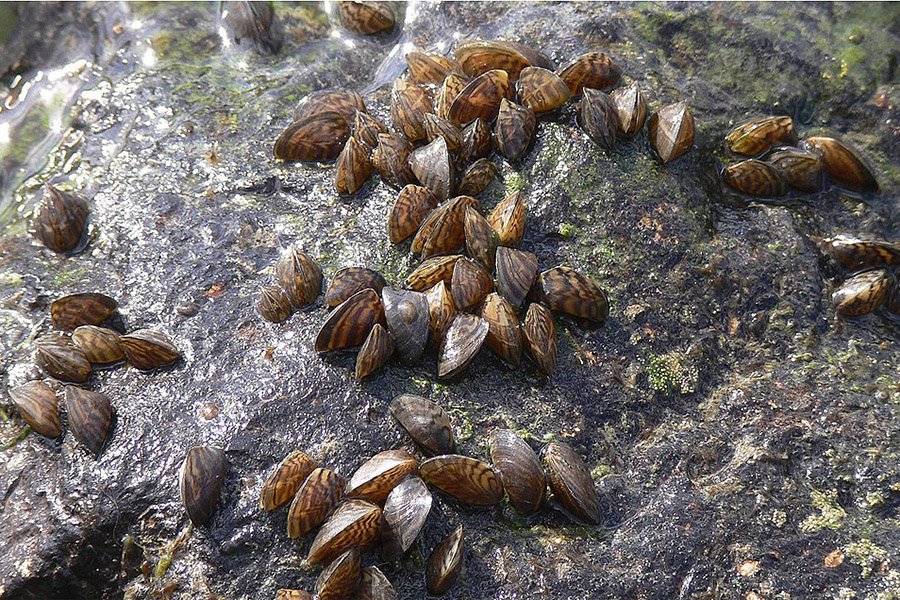 Zebra Mussel