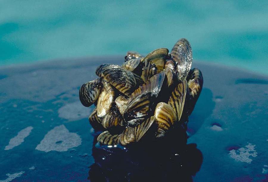 Zebra mussel cluster