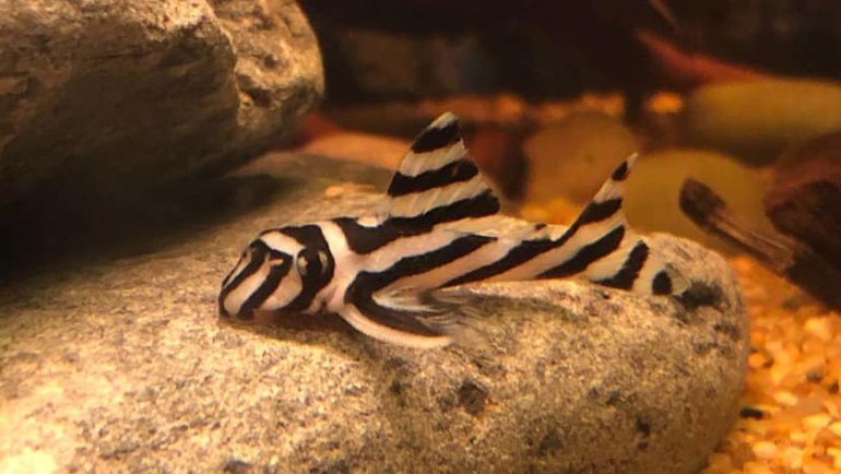 Zebra Pleco fact sheet