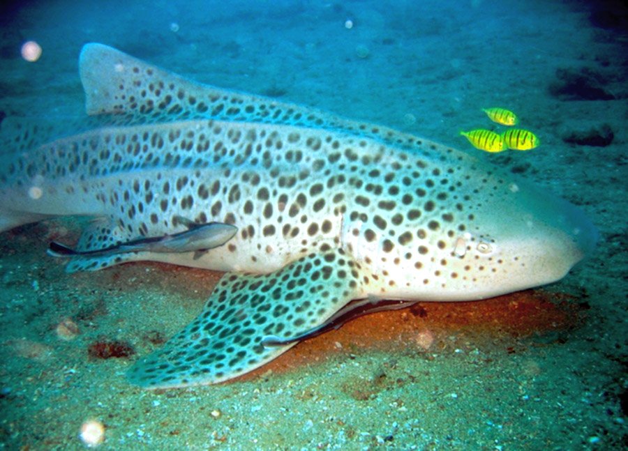 Zebra Shark 