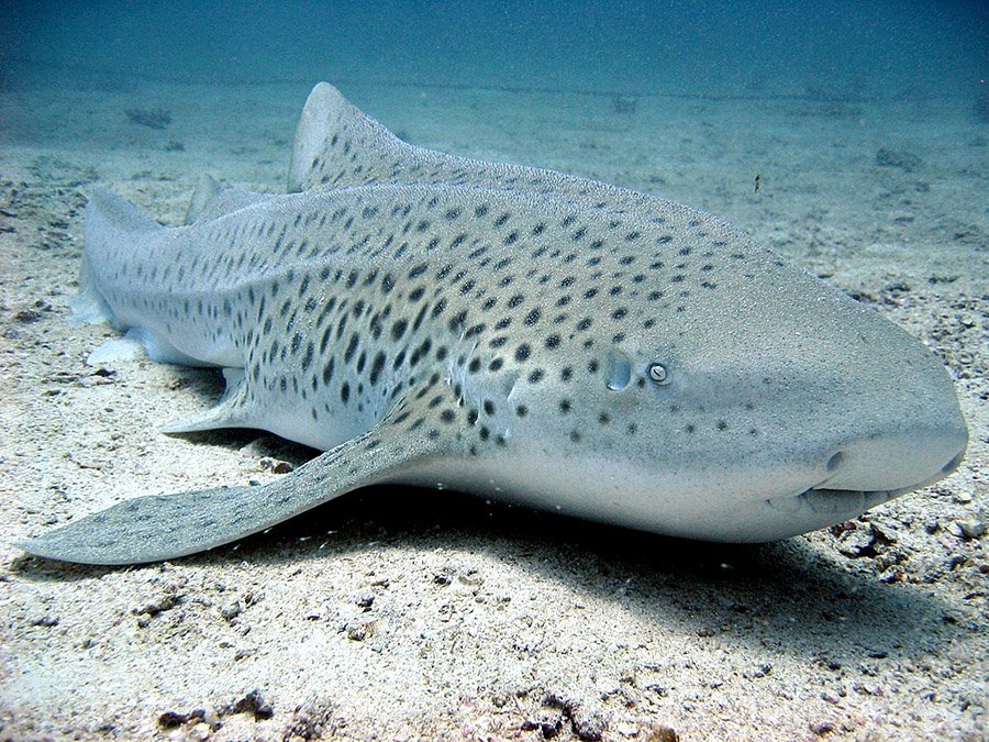 Zebra Shark