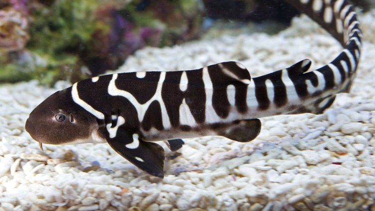 Zebra Shark Baby - Hero