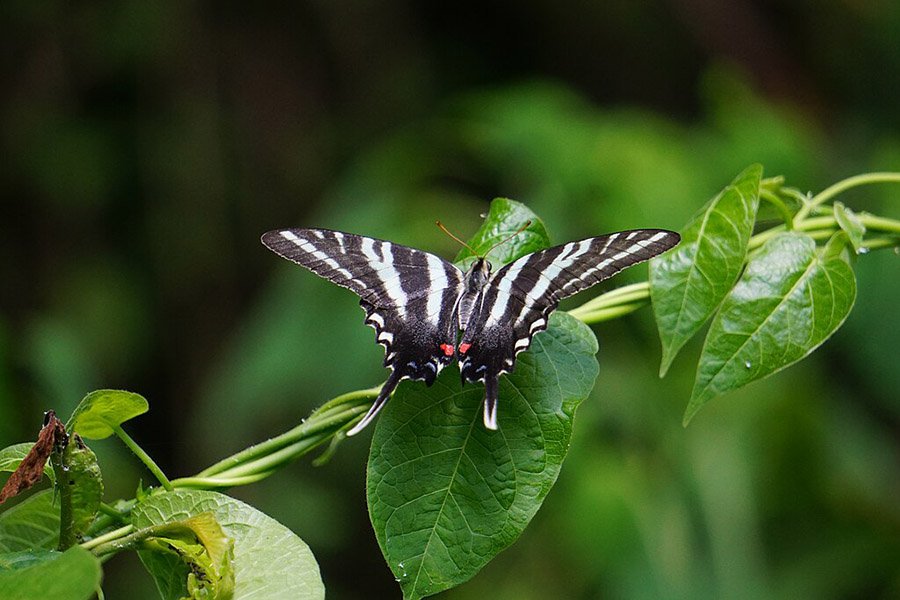 Adult Zebra Swallowtail