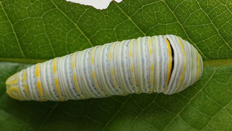 Zebra Swallowtail Caterpillar - Hero