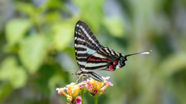 Zebra Swallowtail Fact Sheet