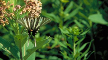 Zebra Swallowtail host plant - Hero