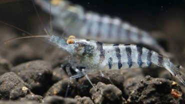 Zebra shrimp fact sheet