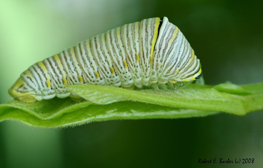 Zebra Swallowtail Caterpillar