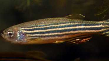 Zebrafish fact sheet