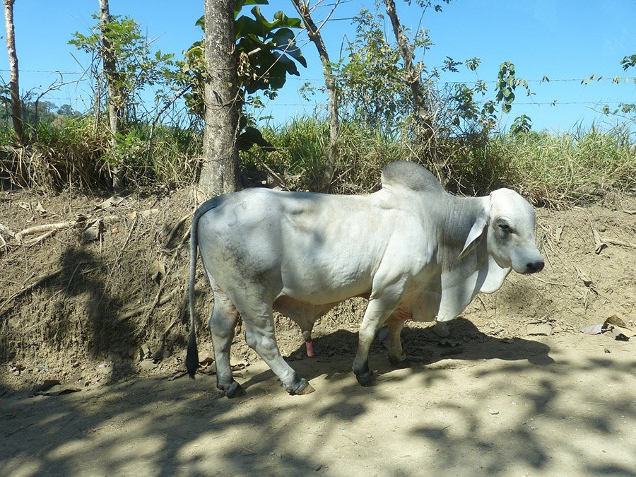 Zebu