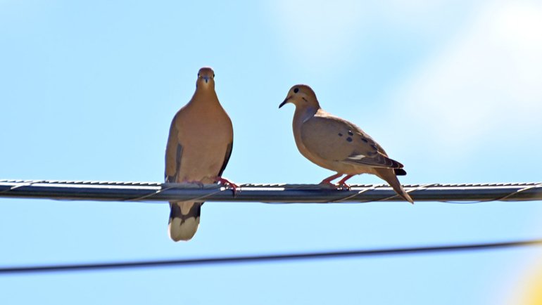 Zenaida Dove fact sheet