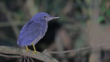 Zigzag Heron fact sheet