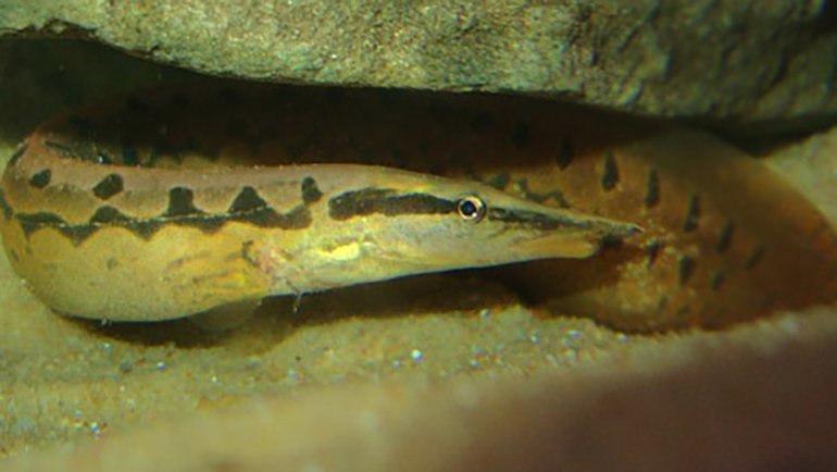 Zigzag eel fact sheet