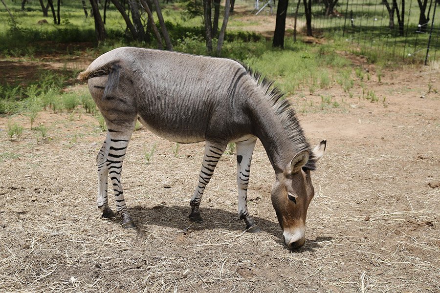 Zonkey