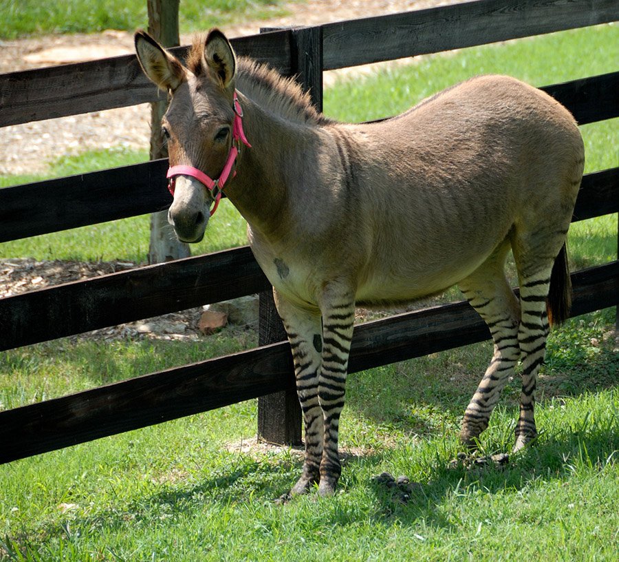 Zonkey