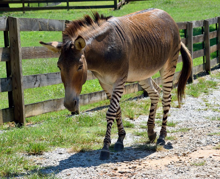 Zonkey