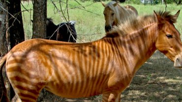 Zorse fact sheet