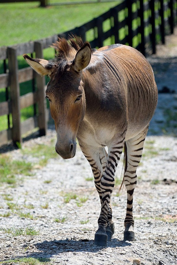 A Zonkey