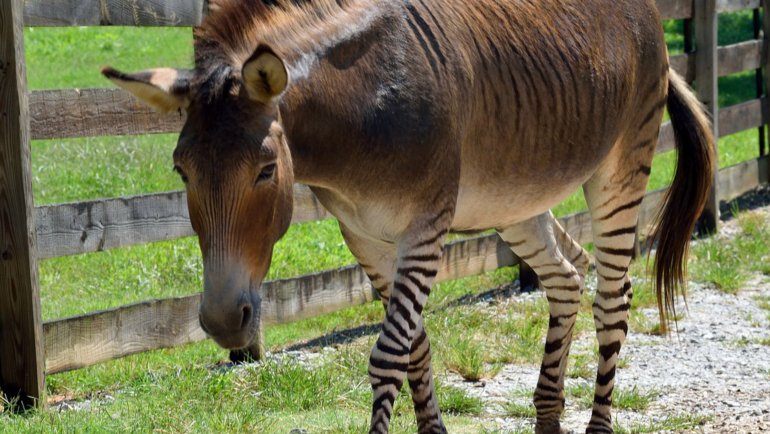 What does a zonkey look like - Hero