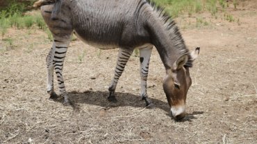 Zonkey vs Zedonk