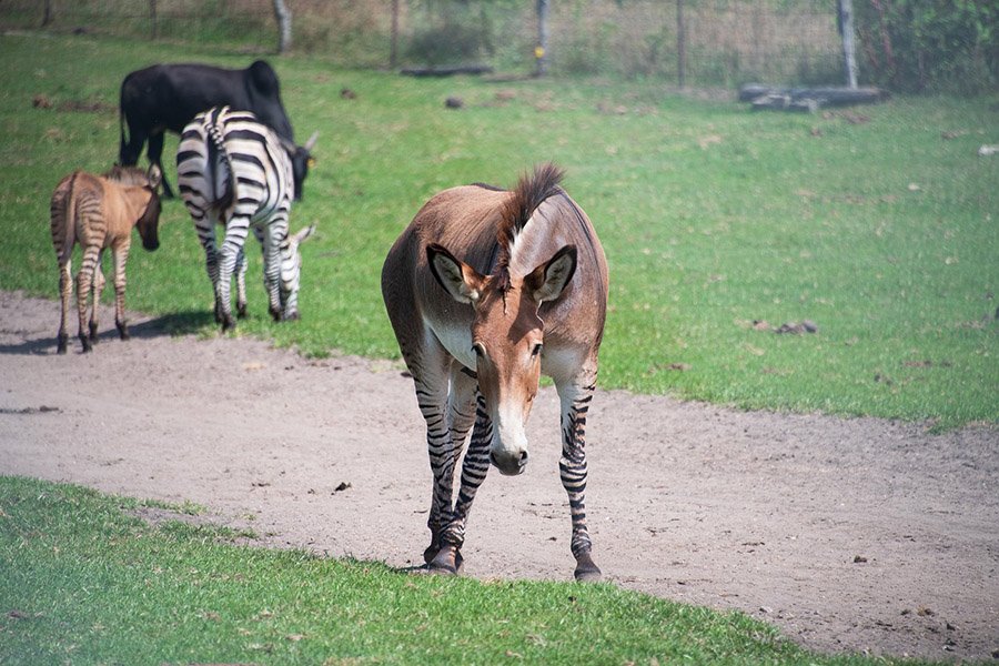 A zonkey and a zebra