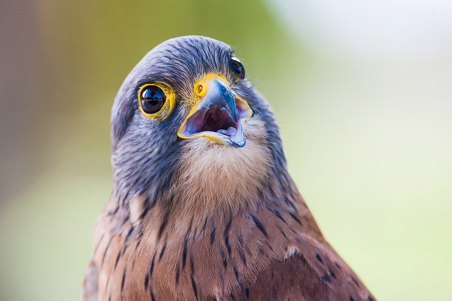 7-Letter birds - Kestrel