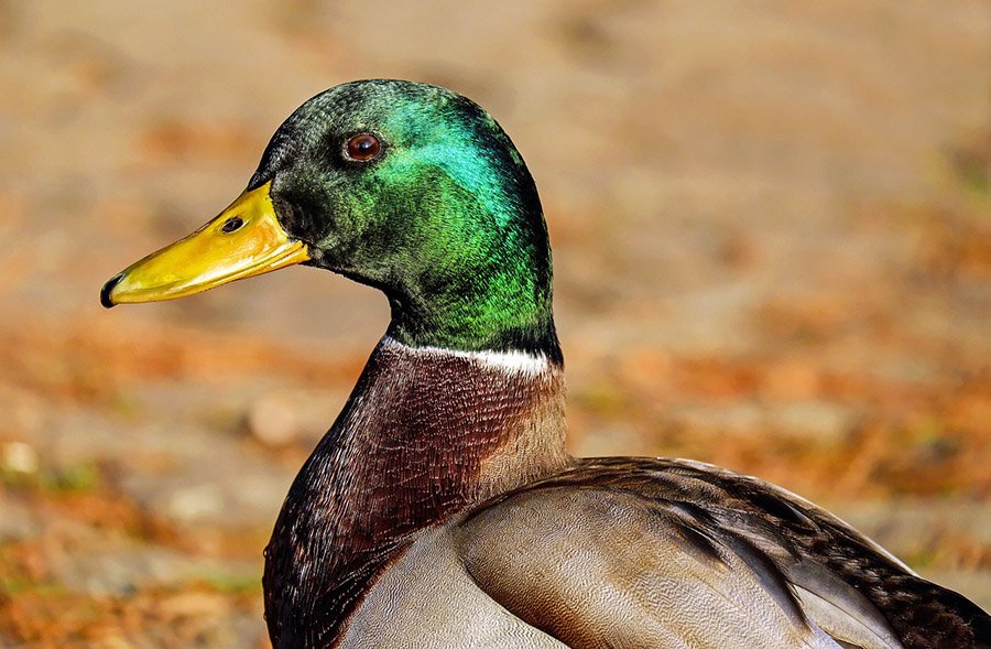 7-Letter birds - Mallard