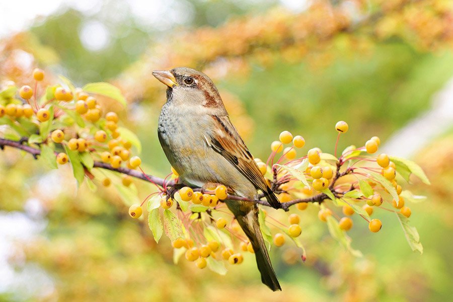 7-letter Birds - Sparrow