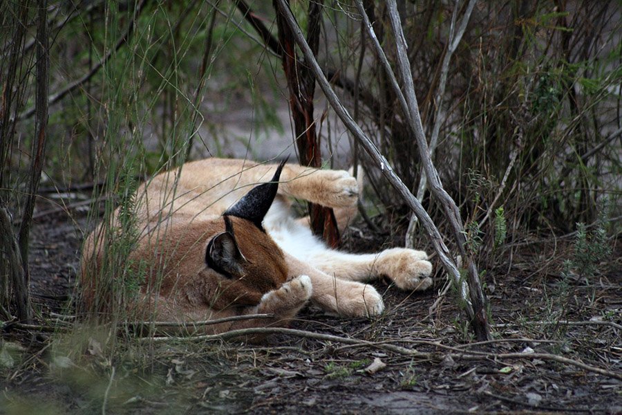 A Caracal sleeping in South Africa