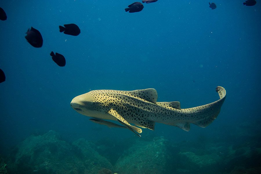 A zebra shark