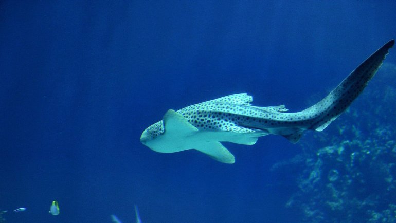 Albino zebra sharks - Hero