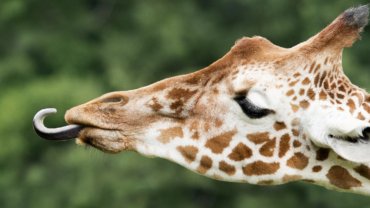 Animals with black or blue tongues - Hero