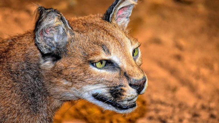 Are caracals dangerous - Hero