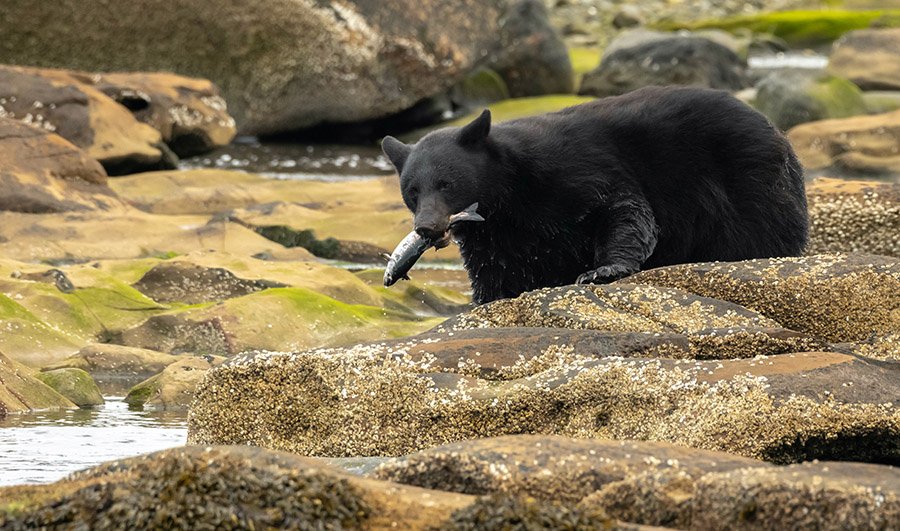 Bear eating a fish