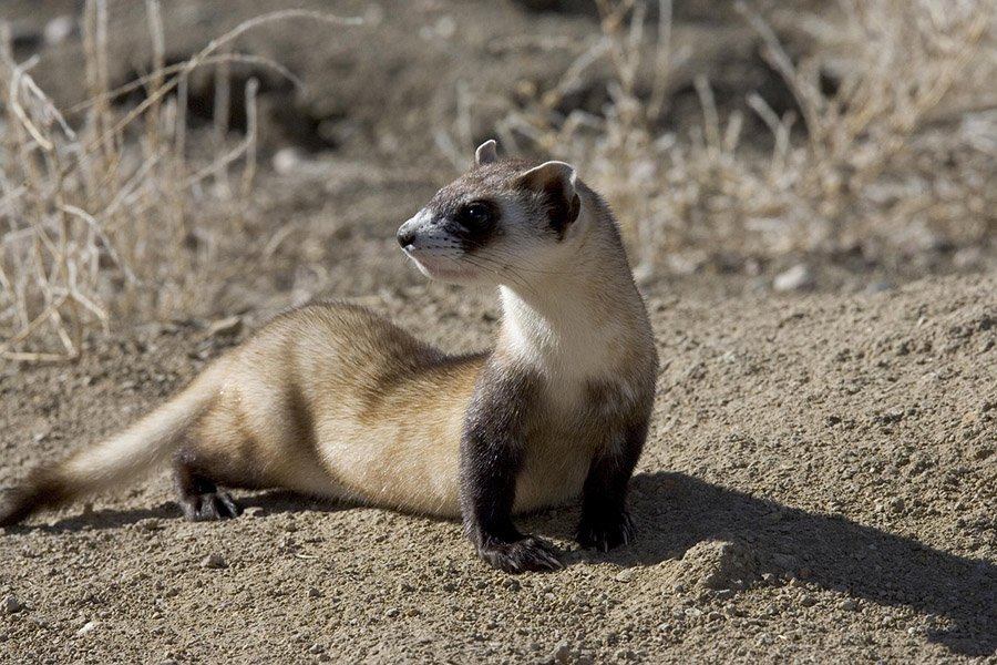 Black-footed ferret