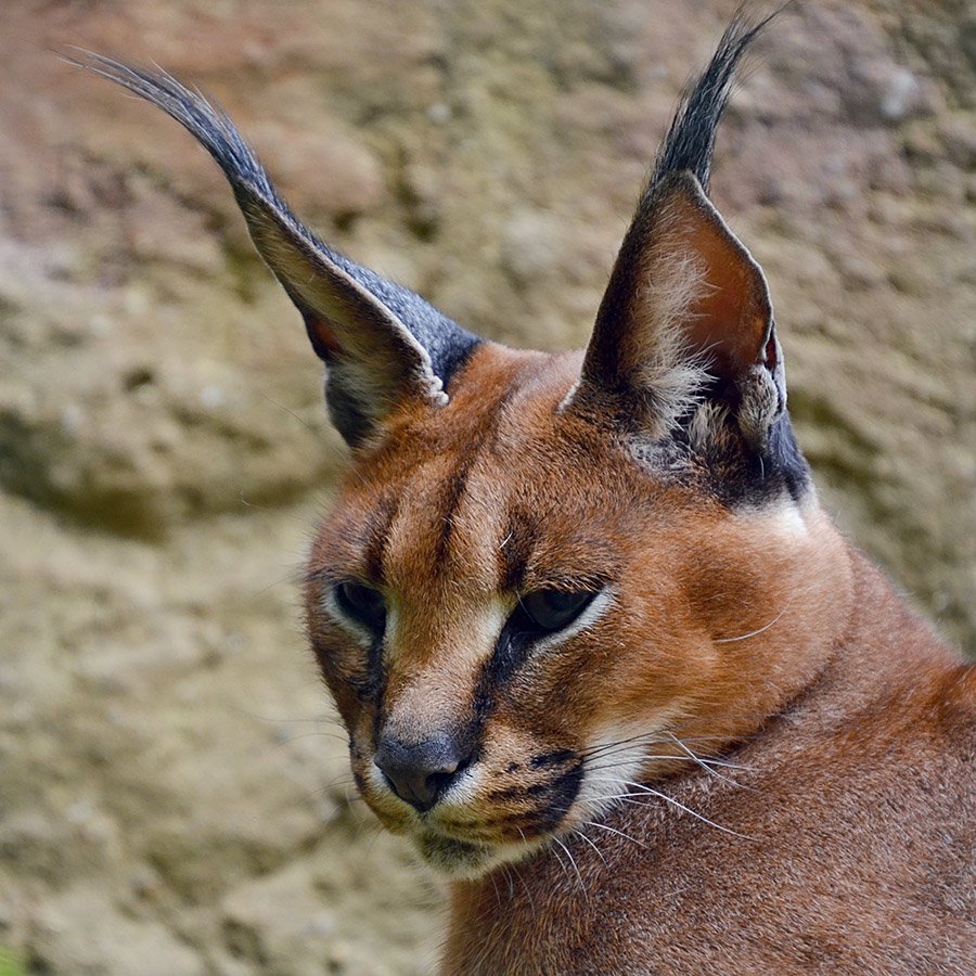 Caracal close up